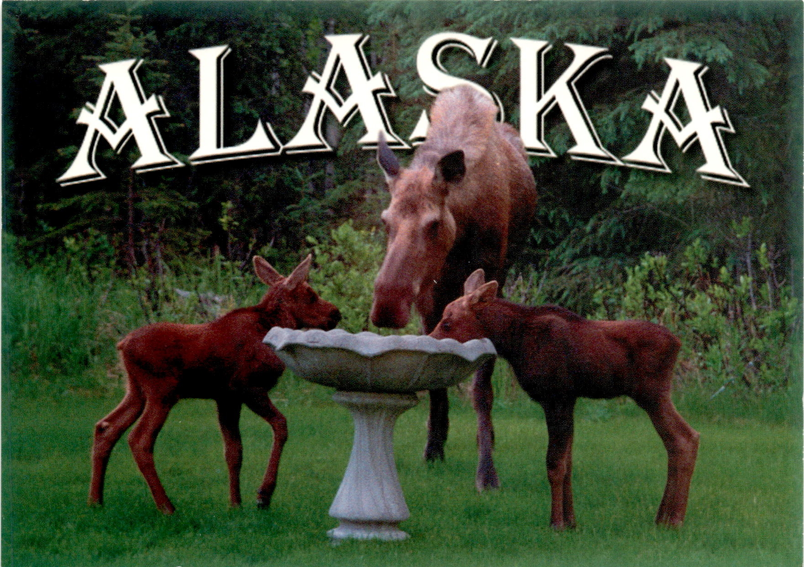 Maxine Clouatre Arctic Circle Enterprises Alaska moose mother baby summ postcard