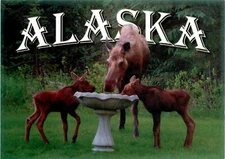 Maxine Clouatre Arctic Circle Enterprises Alaska moose mother baby summ postcard