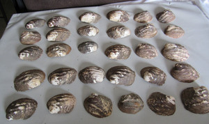 Set of 30 Fifty Year Old Stock Mother of Pearl Unpolished Clam Shell 5.5 Pounds 