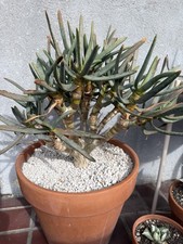Aloe ramosissima