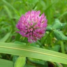 5 bs. Medium Red Clover Wildlife Food Plot Seed Deer  Attractant