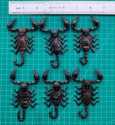 6 Real Scorpion Specimen Small Dried Insect Taxidermy Resin Art Oddity DIY Gift