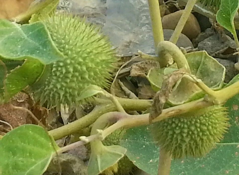 Trompeta Ángel Flores de Luna Blancas Datura Cultivada Naturalmente Orgánica AHORA 200 Semillas Foto 3 de 4