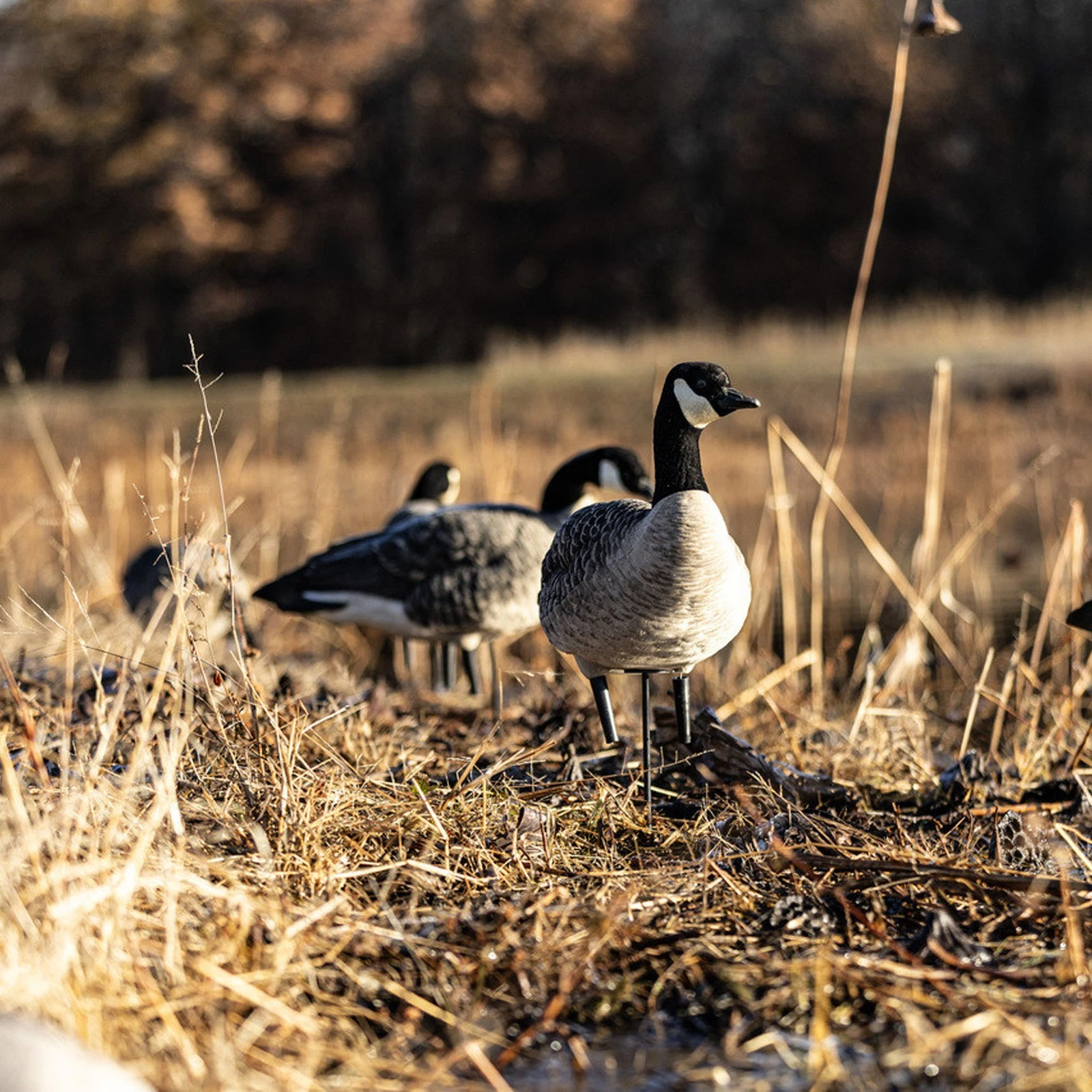 Avian-X AXP Lessers Pack
