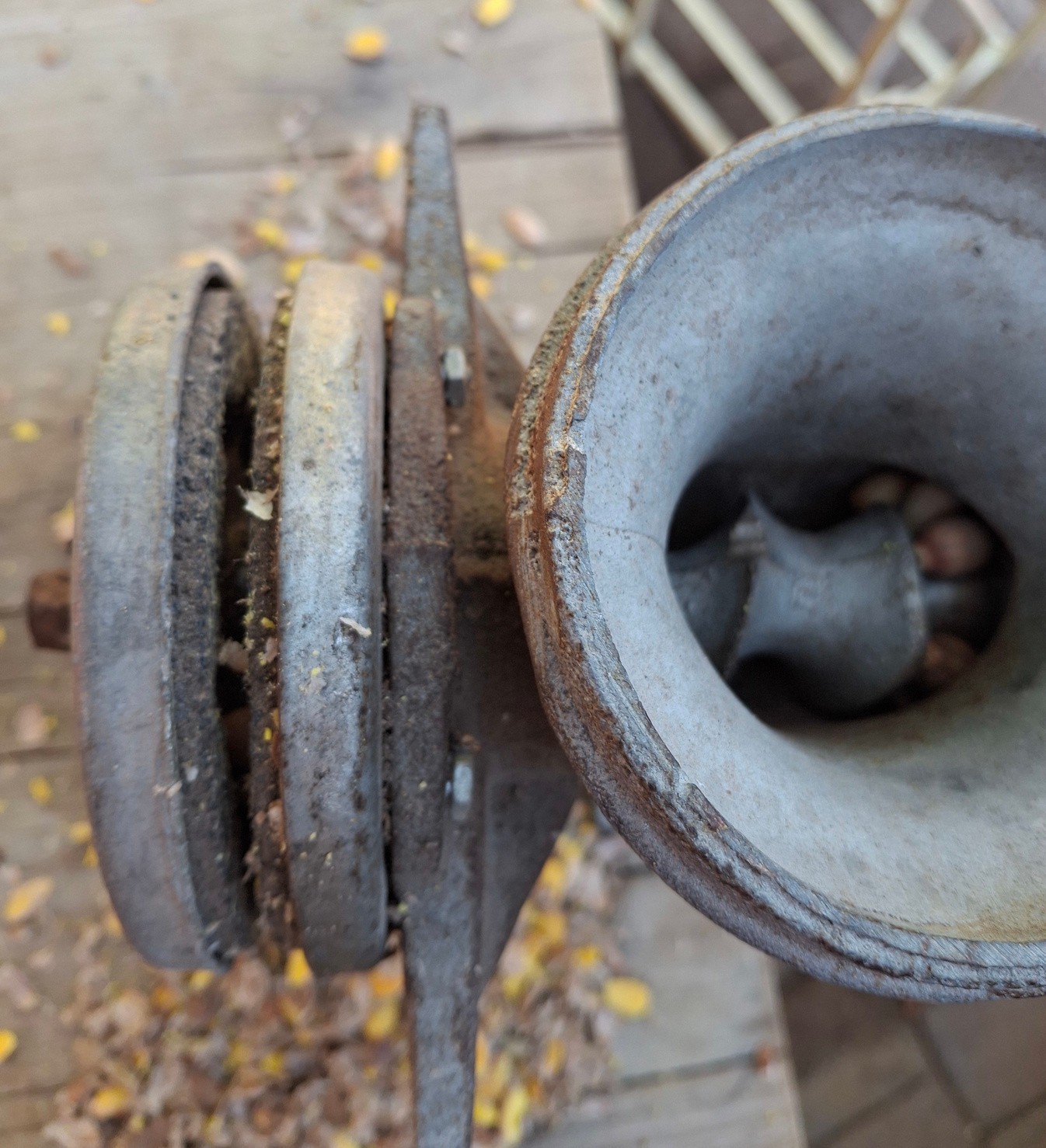 325 Grams Emory Oak Acorns / Bellotas  quercus Emoryi 2025  Hand Picked & Sorted