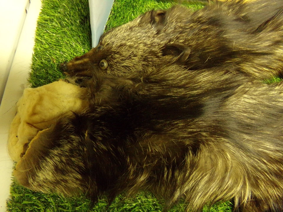 PIEL REAL 2 CUERPOS PIELES GRANDES TIENE DAÑOS Foto 4 de 4