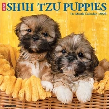 Shih Tzu Puppies 2026 12 X 12 Wall Calendar (Bookbook - Detail Unspecified)