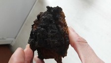 chaga mushrooms chunks