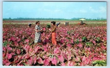 Field of Caladiums near Lake Placid FLORIDA Postcard