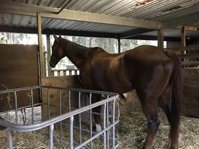 Horses For Lease In Brisbane Region Qld Horses Ponies Gumtree Australia Free Local Classifieds