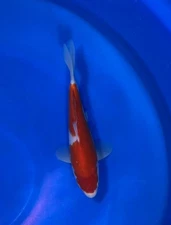 Kohaku Dainichi Japanese Imported Koi “11 Inch”