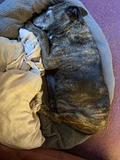 Adult Dog Wet Food Can, Mixed Selection in Loaf, 12x400g 4.37 per kilo