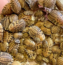 Mixed Size Discoid Roach Pet Feeders - FLORIDA LEGAL Insect Roaches Med  Large