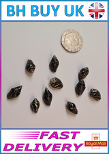 10 x BLACK AQUARIUM SNAIL SHELLS DECORATION CRAFTS HERMIT CRAB (N02)