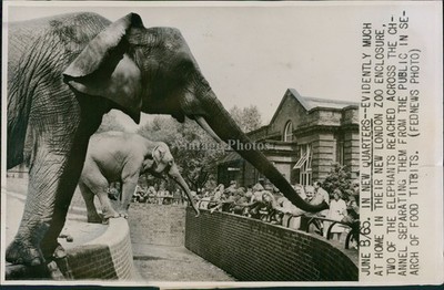 1965 London Zoo Elephants Huge Animals Crowd Feeding Vintage Wirephoto 6x8