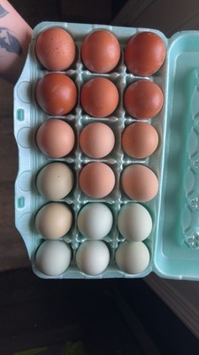 Barnyard Mix Chicken Hatching Eggs 18-Pack