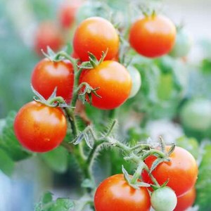 Cherry Tomatoes - Seeds - Organic - Non Gmo - Heirloom Seeds – Vegetable Seeds