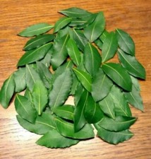 Organic Bay Leaves, 60 Fresh picked leaves, Laurus Nobilis Laurel,free Shipping.