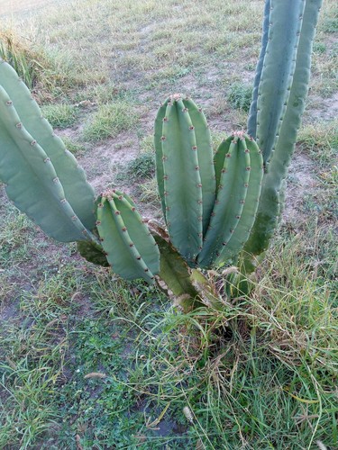 PERUVIAN APPLE CACTUS (Cereus peruvianus ) CUTTING 14 -17 