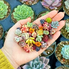 200pcs Rare Mixed Succulent Seeds - Beautiful and Colorful Collection