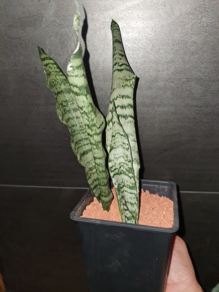 Sansevieria Zeylanica suculenta succulent