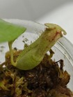 Nepenthes [mirabilis x (viking x ampullaria)] – Seed grown — photo 6