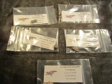 Dinosaur Bone Reptile Bone Lance Creek Formation, Wyoming