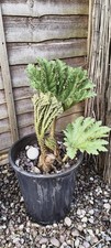 Gunnera manicata plant