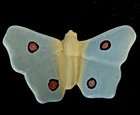 Very Rare Weller Pottery Butterfly Figure for Bouquet Unmarked Unknown Line