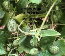 GRAINES DE LEGUMES BIO (BASILIC,COURGETTE,SALADE,CIBOULETTE,POIVRON) 40 AU CHOIX