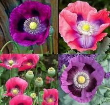 Poppy DELUXE MIX Breadseed Poppies Large Blooms Decorative Pods USA 500 Seeds!