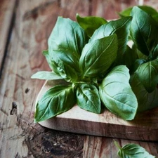 Herb ITALIAN LARGE LEAF BASIL basilicum Container Gardening Non-GMO 500 Seeds