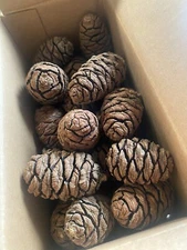 25 Giant Sequoia Pine Cones For Crafts, Holiday Decorations And More!