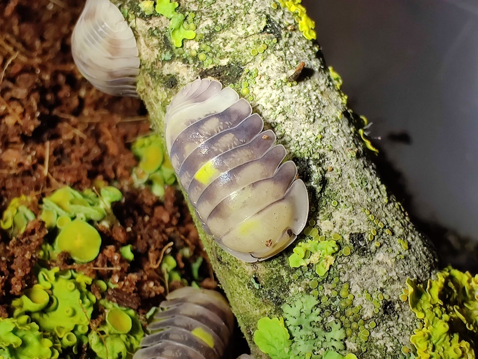 Isopodes Cubaris Amber Firefly pour animer et nettoyer un terrarium bioactif humide