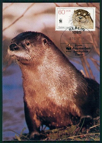 DEUTSCHLAND DDR MK 1987 FAUNA WWF OTTER CARTE MAXIMUMKARTE MC CM m4864