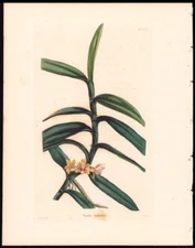 1833 Loddiges Botanical Cabinet Antique Botanical Print Vanda Rostrata