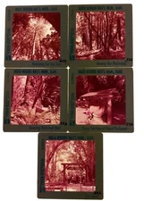 Vintage Pana-Vue Slide Lot of 5 Muir Woods National Monument Redwood Forest Ca