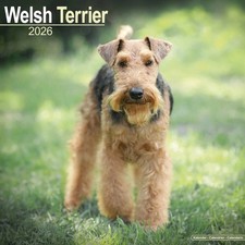 Welsh Terrier Calendar 2026 - Dogs - Month To View