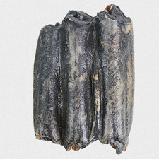 Fossil Steppenbison Backenzahn Bison Priscus Molar Quartär Pleistozän Eiszeit