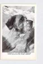 RPPC Real Photo Postcard VT Vermont Stowe Caesar Iii Official Greeter Green Moun