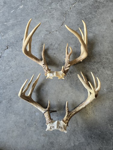 2 Non Typical Deer Racks | eBay