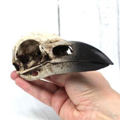 From Scan of TOWER OF LONDON Raven Skull Hand Painted Macabre