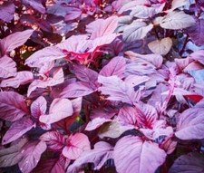 1000+Red Garnet Amaranth Seeds Red Spinach Kiwicha Microgreens Garden Seeds USA