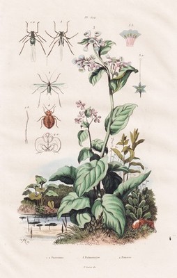Pulmonaria Lungenkraut Fliegen Käfer Stahlstich engraving Guerin-Meneville 1835