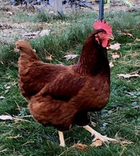 Rhode Island Red Chicks and Chickens, FREE  FREE FREE  txt 317-750-1567 