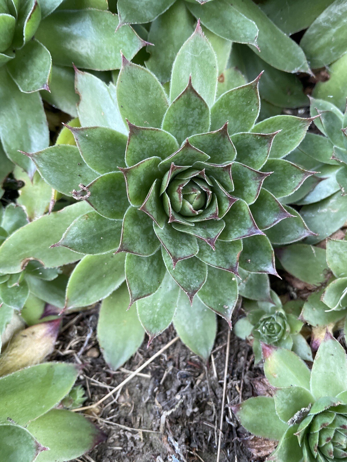 Sempervivum Blood Tip Succulent Plant - Hen And Chick 3cm plug plant