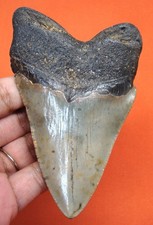 MEGALODON SHARK TOOTH - REAL FOSSIL 3.96” PREHISTORIC SHARK TEETH NO RESTORATION