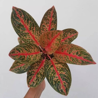 Aglaonema Widuri Beautiful Condition Real Picture