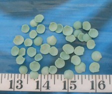 ~ Lucine Cup Shells ~ Vintage ~ 40+ ~ "MEDIUM* ~ Teal/Sage Green ~ Shellcraft ~