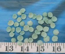 ~ Lucine Cup Shells ~ Vintage ~ 40+ ~ "MEDIUM* ~ Teal/Sage Green ~ Shellcraft ~